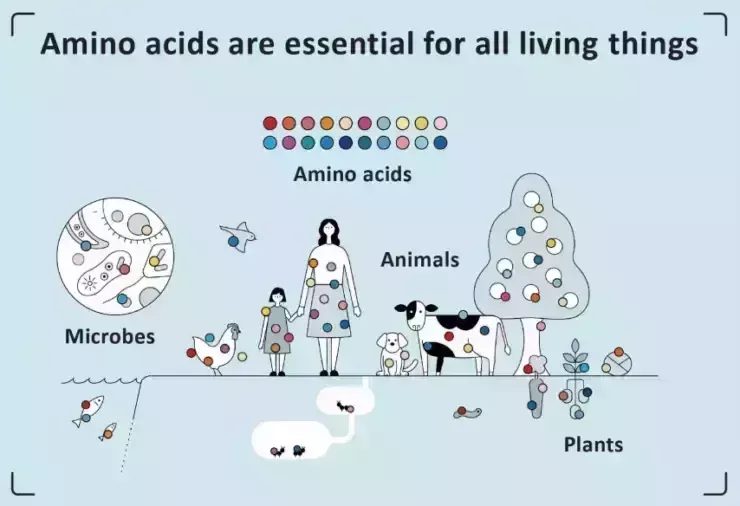 What are amino acids