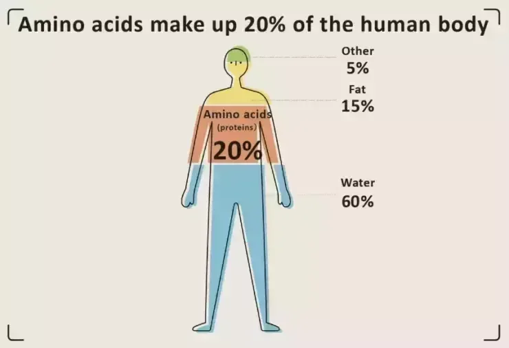 What is amino acids